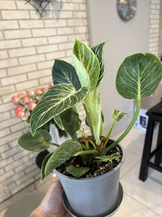 Philodendron Birkin od 22zl