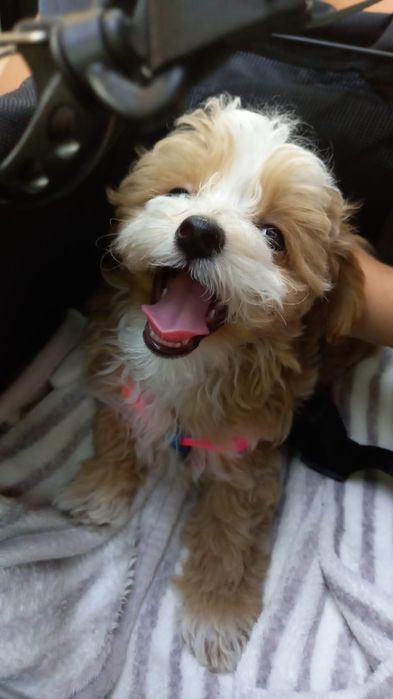 Maltipoo, Pudel toy plus Maltańczyk, szczeniak,prześliczny chłopiec
