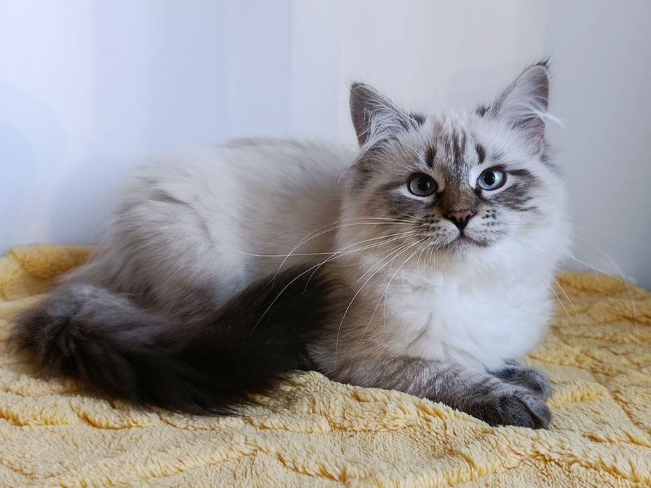 Гарна клубна сибірська дівчинка