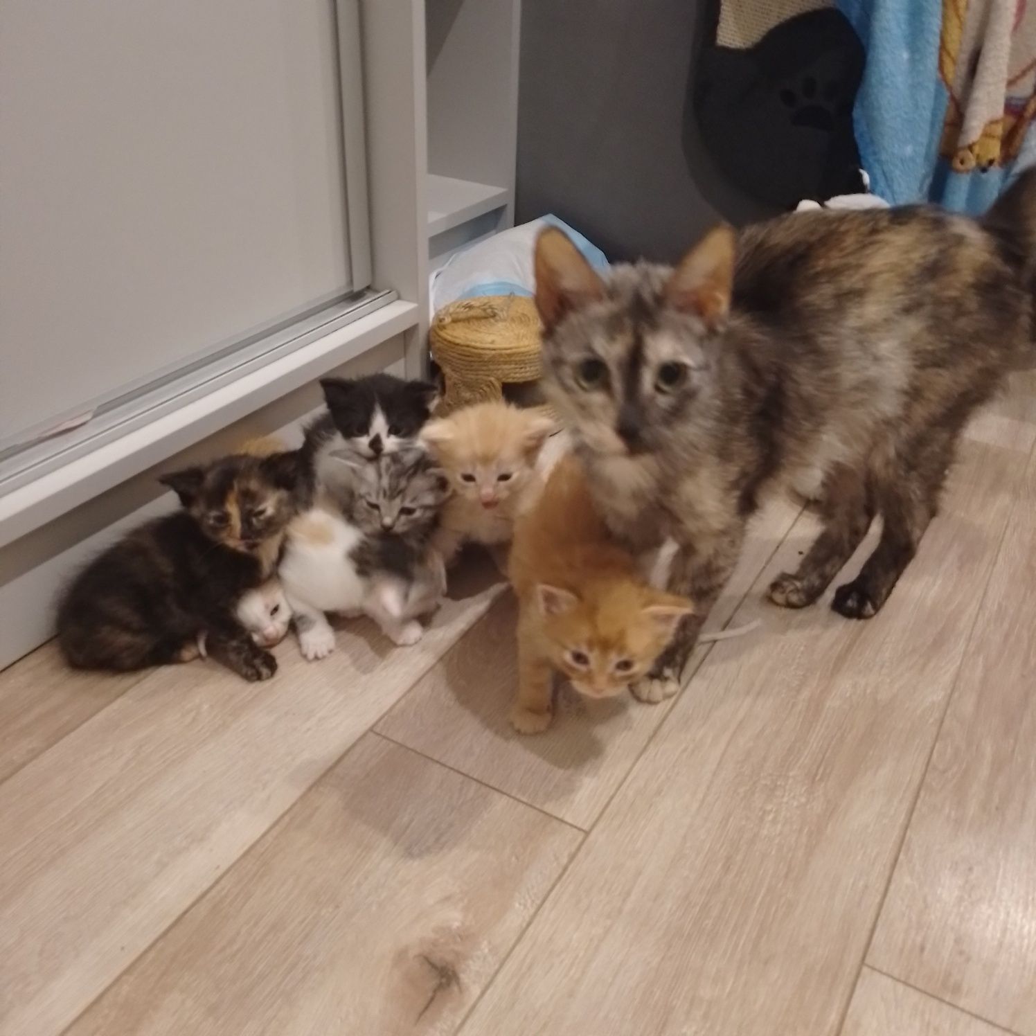 Kociaki do adopcji