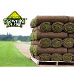 Trawa z rolki trawnik w rolkach trawniki rolowane. 35 m2 z dostawą!