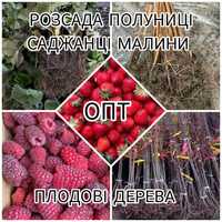 Опт Розсада Полуниці Саджанці Малина Плодові дерева Рассада Клубники