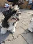 Shih Tzu  suczka