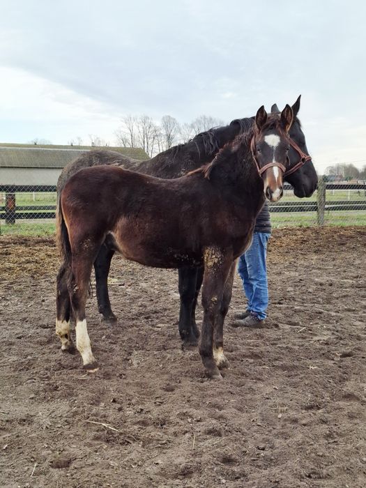 Sprzedam 6 miesięczne ogierki