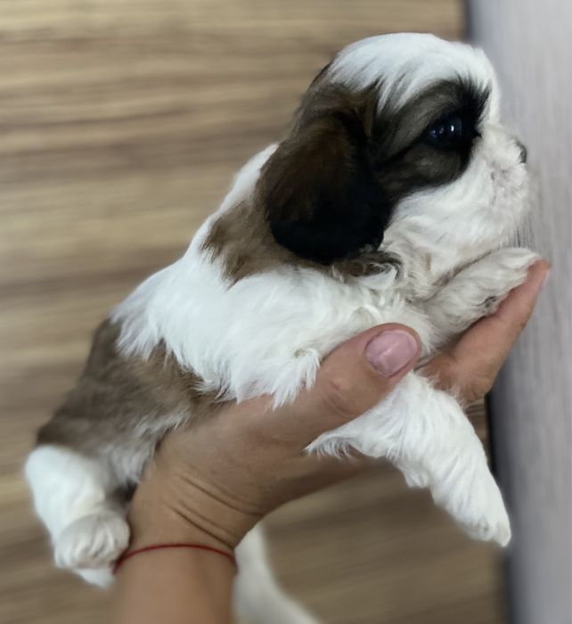 Дівчатка та хлопчики ши тцу, документи ККУ