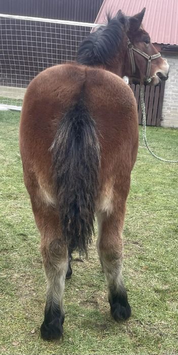 Klaczki zimnokrwiste