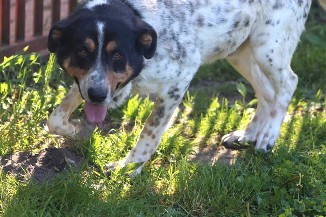 MAX spójrz pokochaj adoptuj