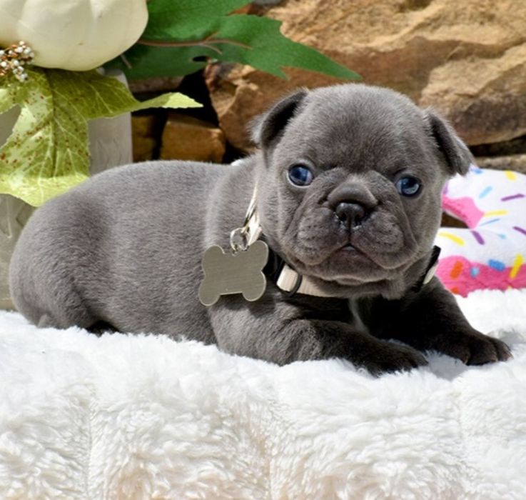 Блакитний. Малиш .