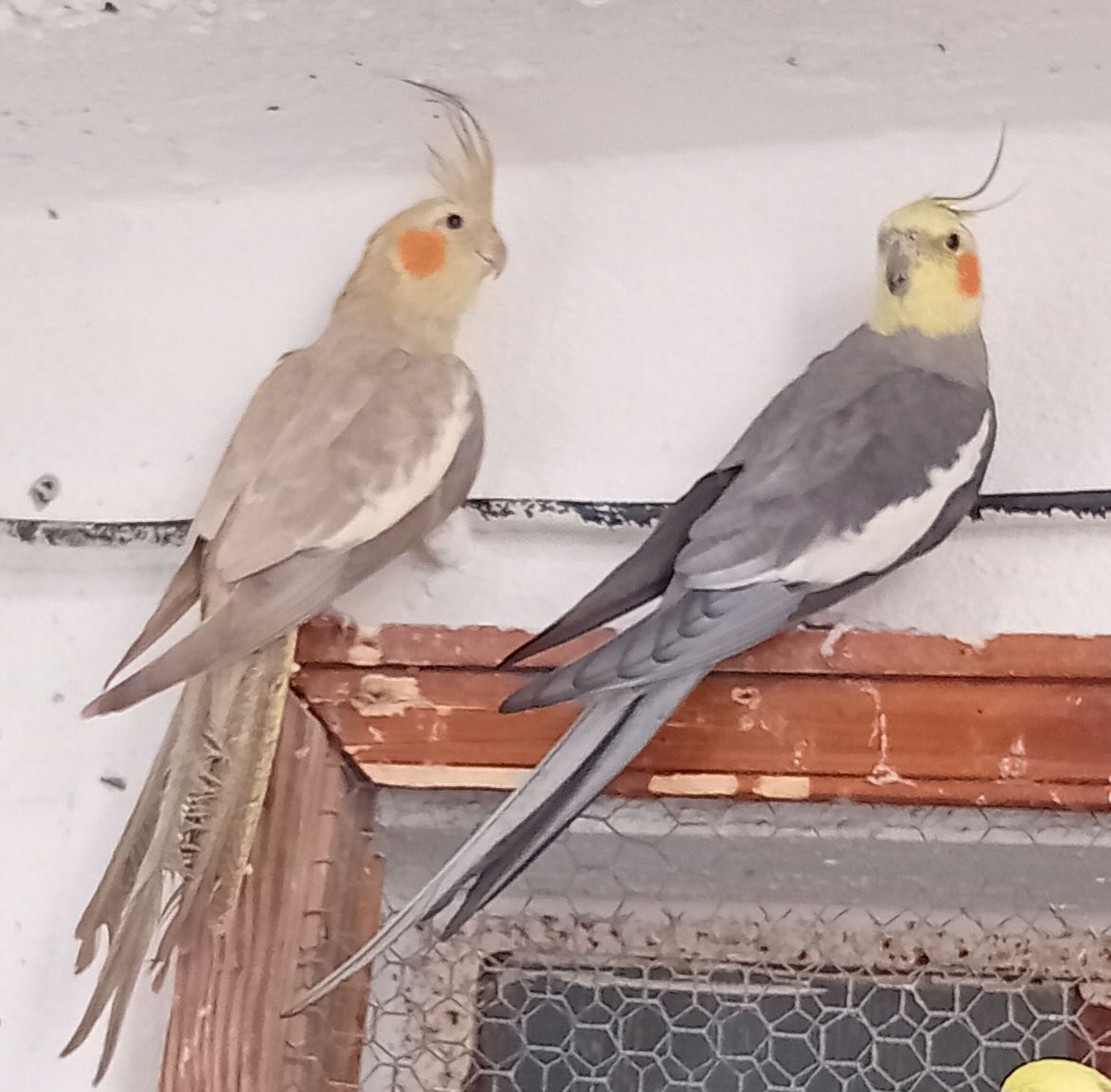 Casal de caturras mais gaiola