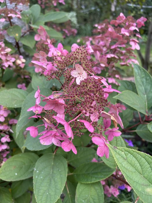 Jesienna pielegnacja ogrodu