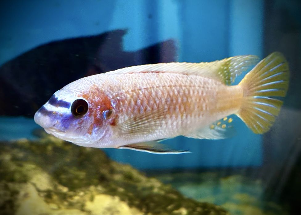 Labeotropheus simoneae Katale F1 3-4 cm , pyszczaki Malawian