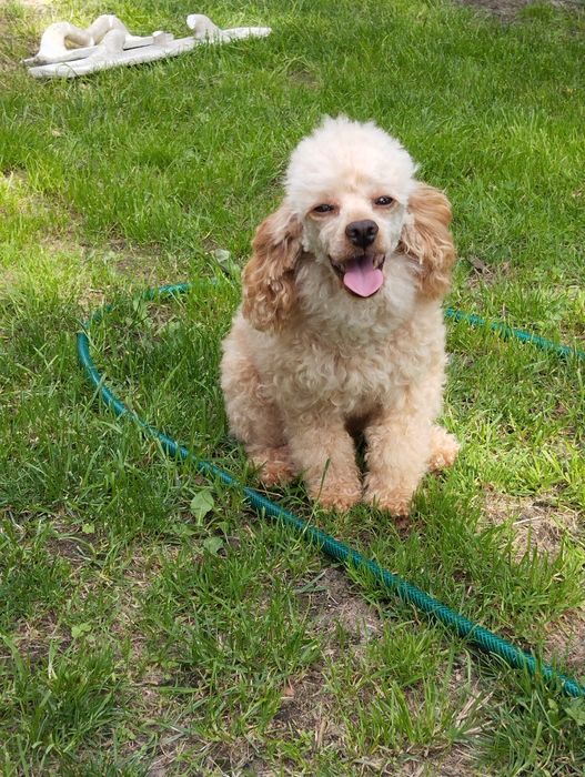 Maltipoo chłopiec , maltipoo F1 b ( maltańczyk pudel)