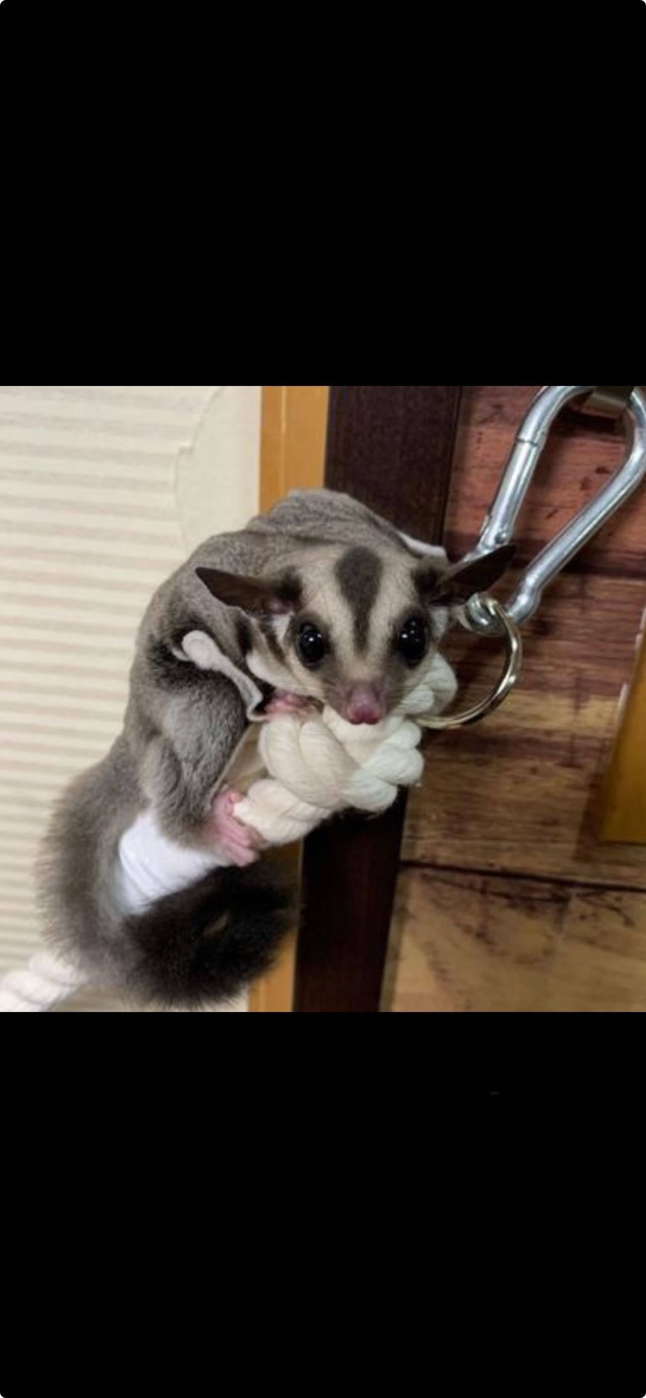 lotopałanka sugar glider samiec