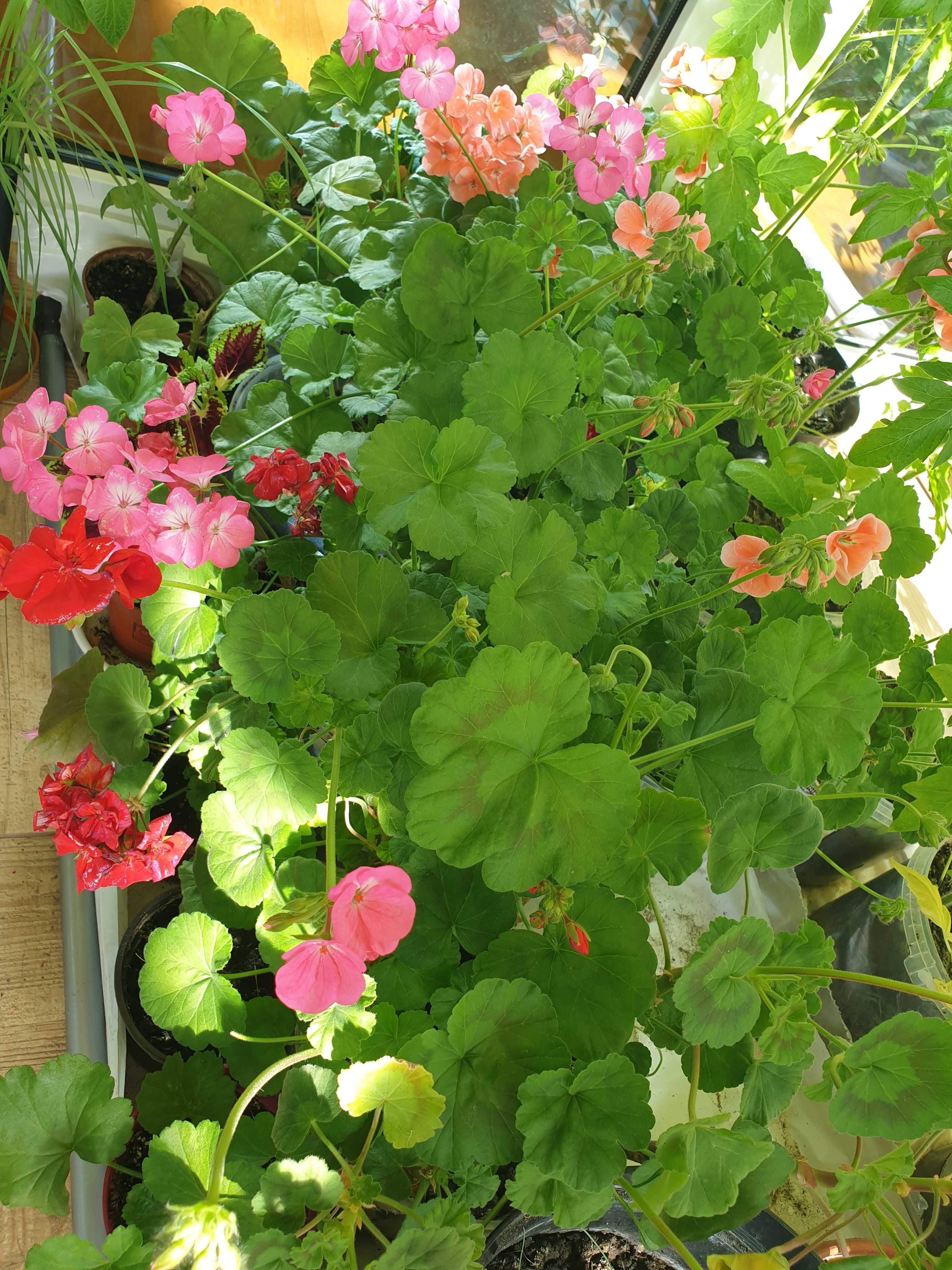 Pelargonia duża 30 cm 3 kolory