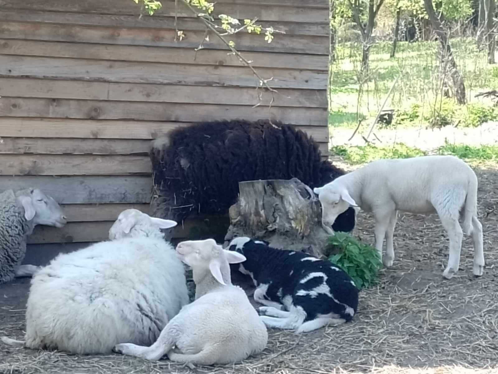 Owce mleczne Laucane - wschodniofryzyjskie