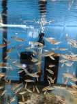 Zwinnik Czerwonousty  radostomus