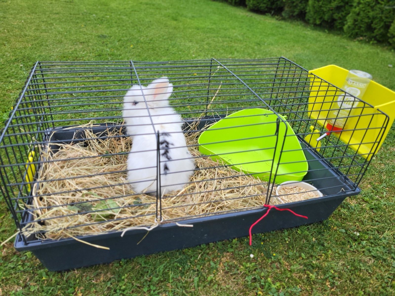 Oddam królika miniaturkę.