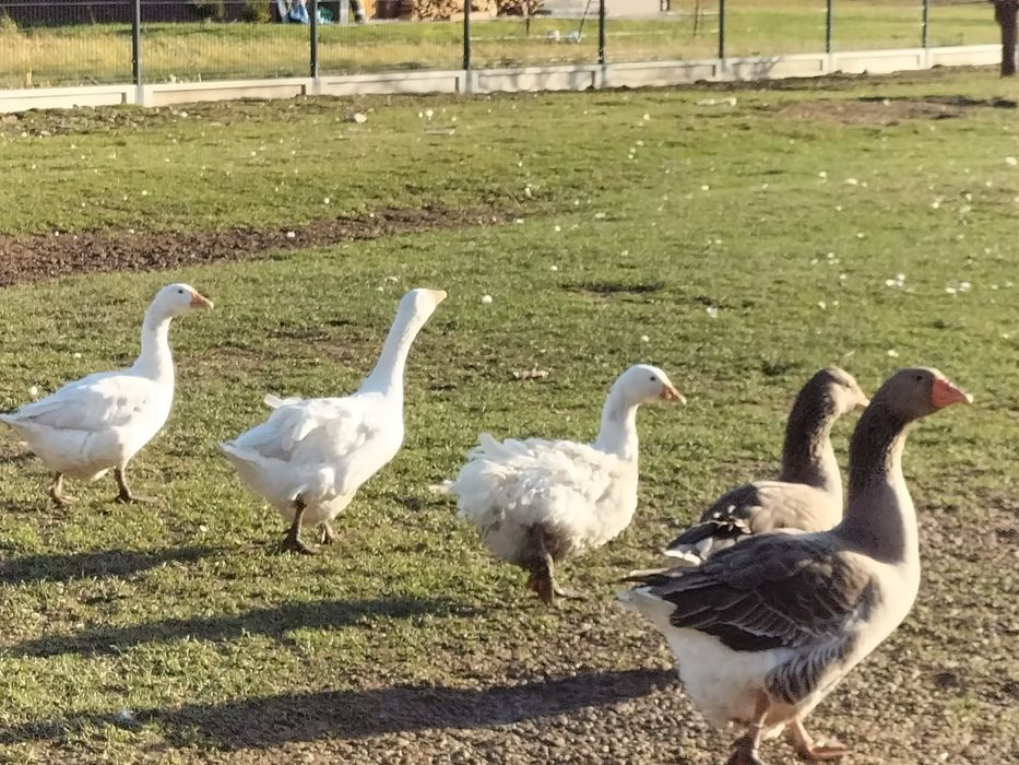 Sprzedam Gęsi lokowane