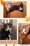 2 Gatinhas bebés