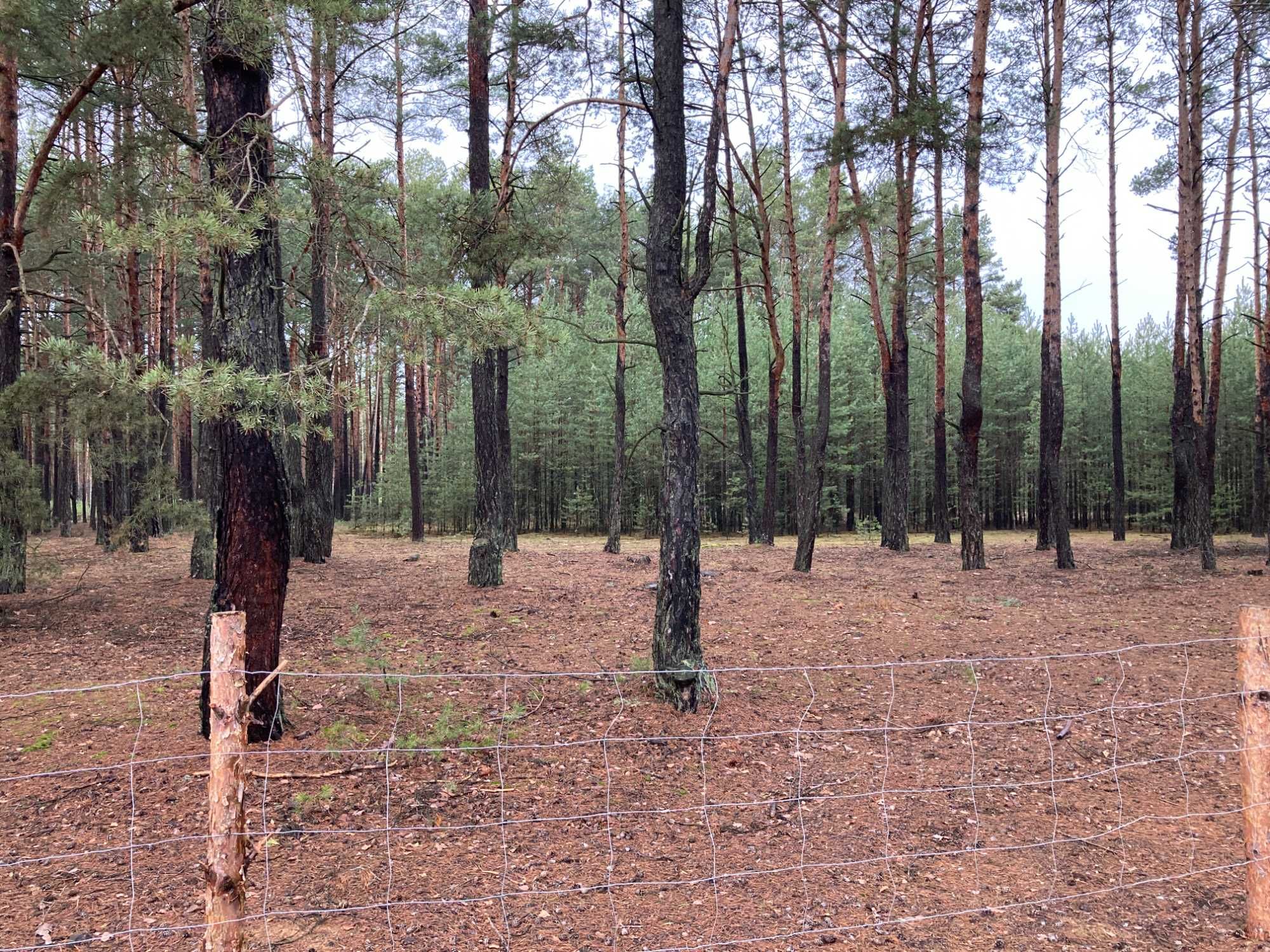 Działka leśna, Karolinów, Zalew Sulejowski