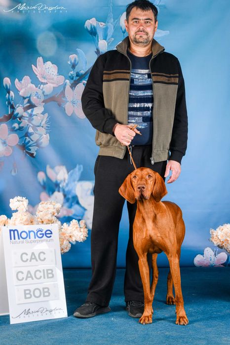 Кобель угорська вижла угорська лягава венгерская выжла для вязки