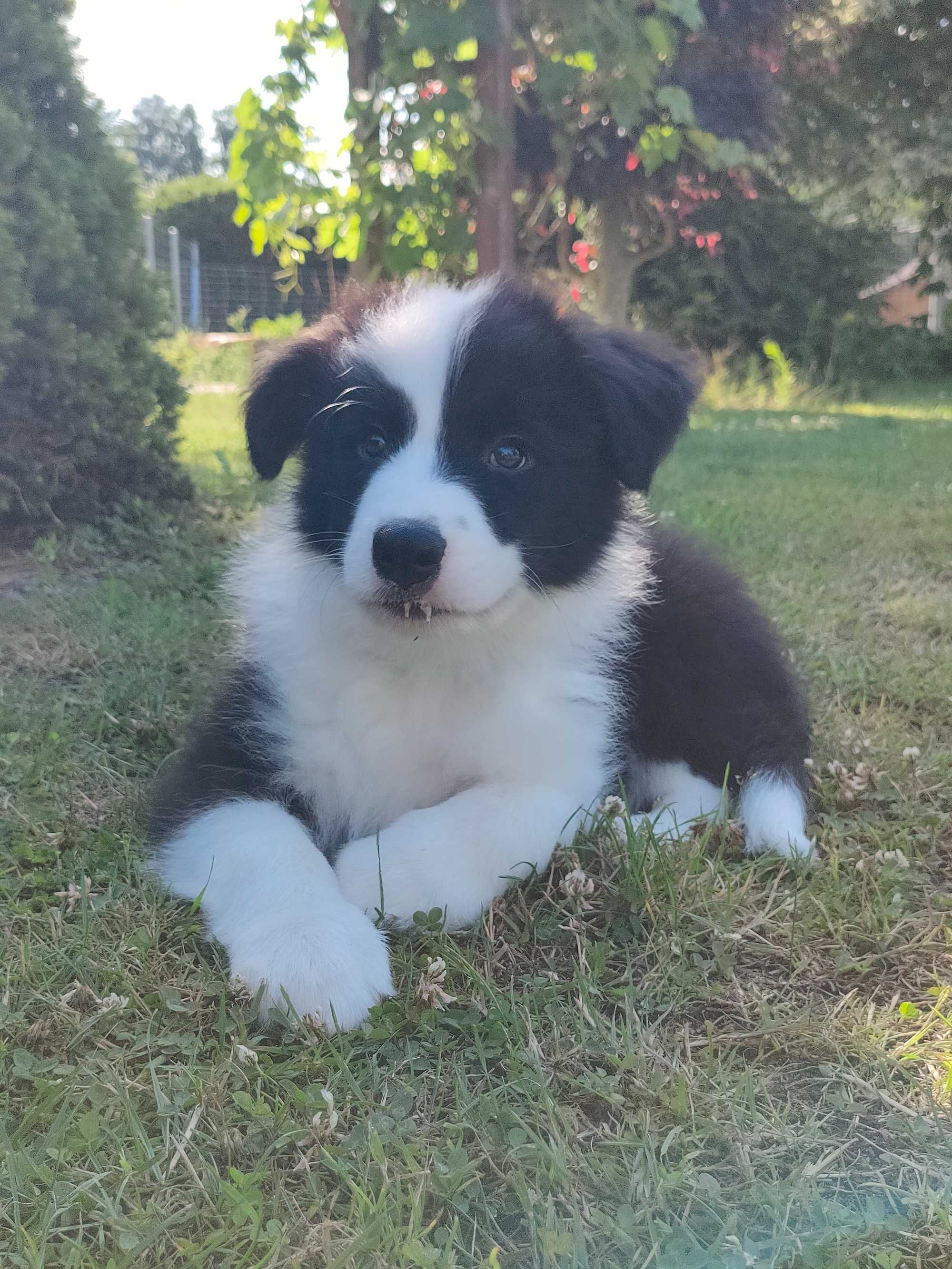 Szczeniak Border Collie-piesek ZKwP/FCI