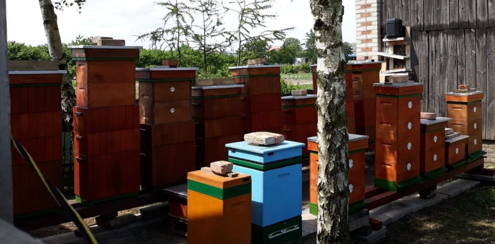 Pszczoły, odkłady, matki 2024.  Pakiety