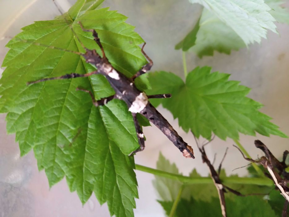 Палочник Неочікуванний Sungaya inexpectata