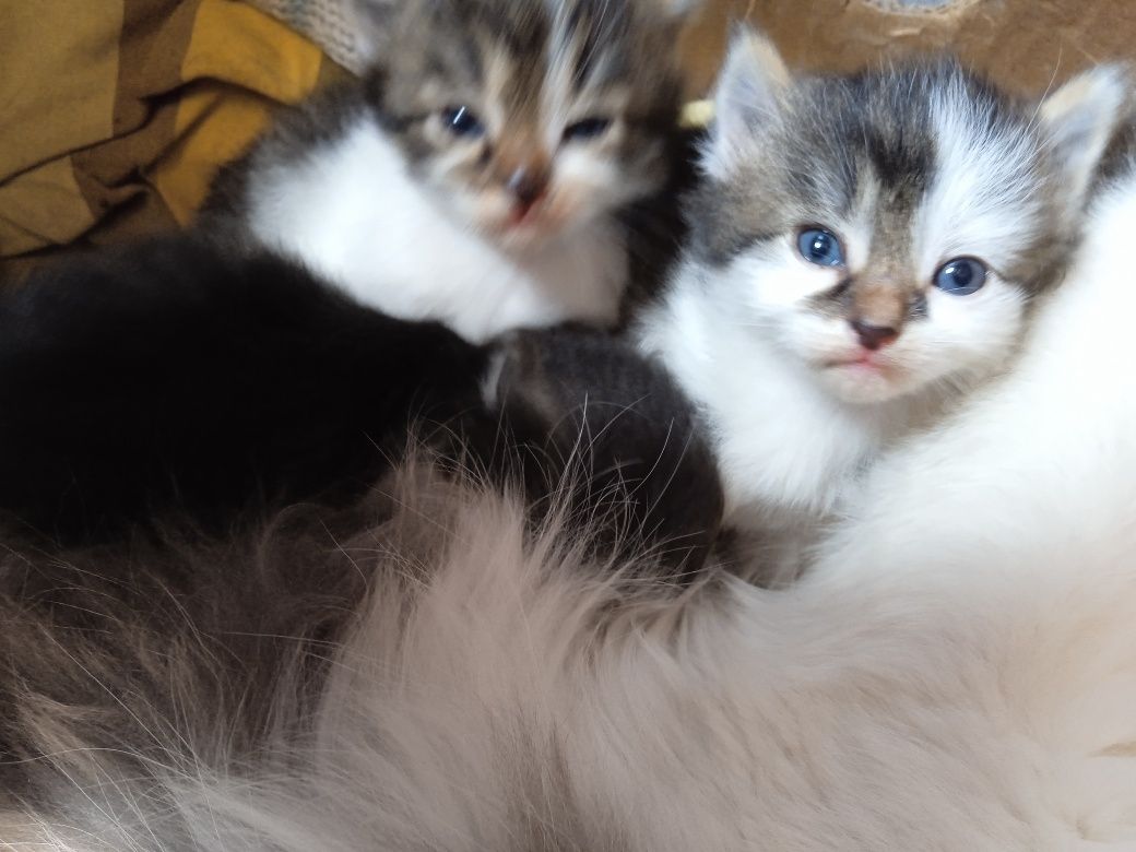 Маленькі, милі  кошенята