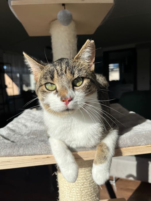 Lilo - bezdomna koteczka szuka domu