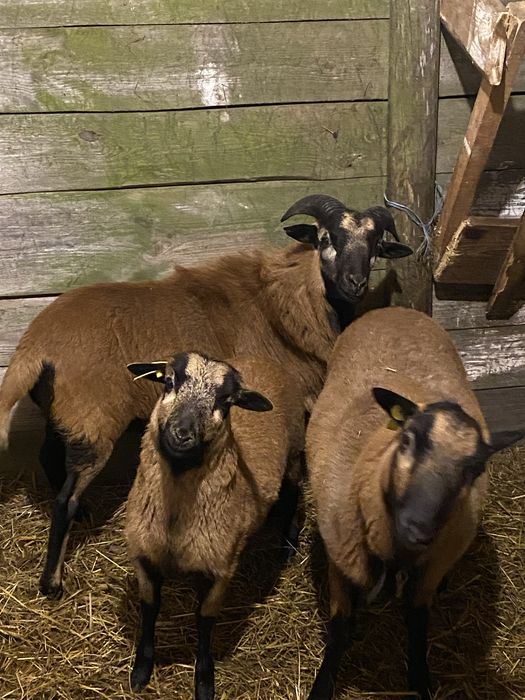 Sprzedam owce kameruńskiej oraz Barana