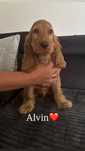Cocker spaniel angielski