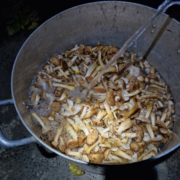 Мариновані гриби опеньки 2025р.