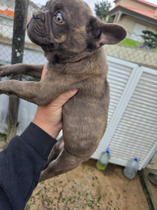 Bulldog frances chocolate tigrada femea