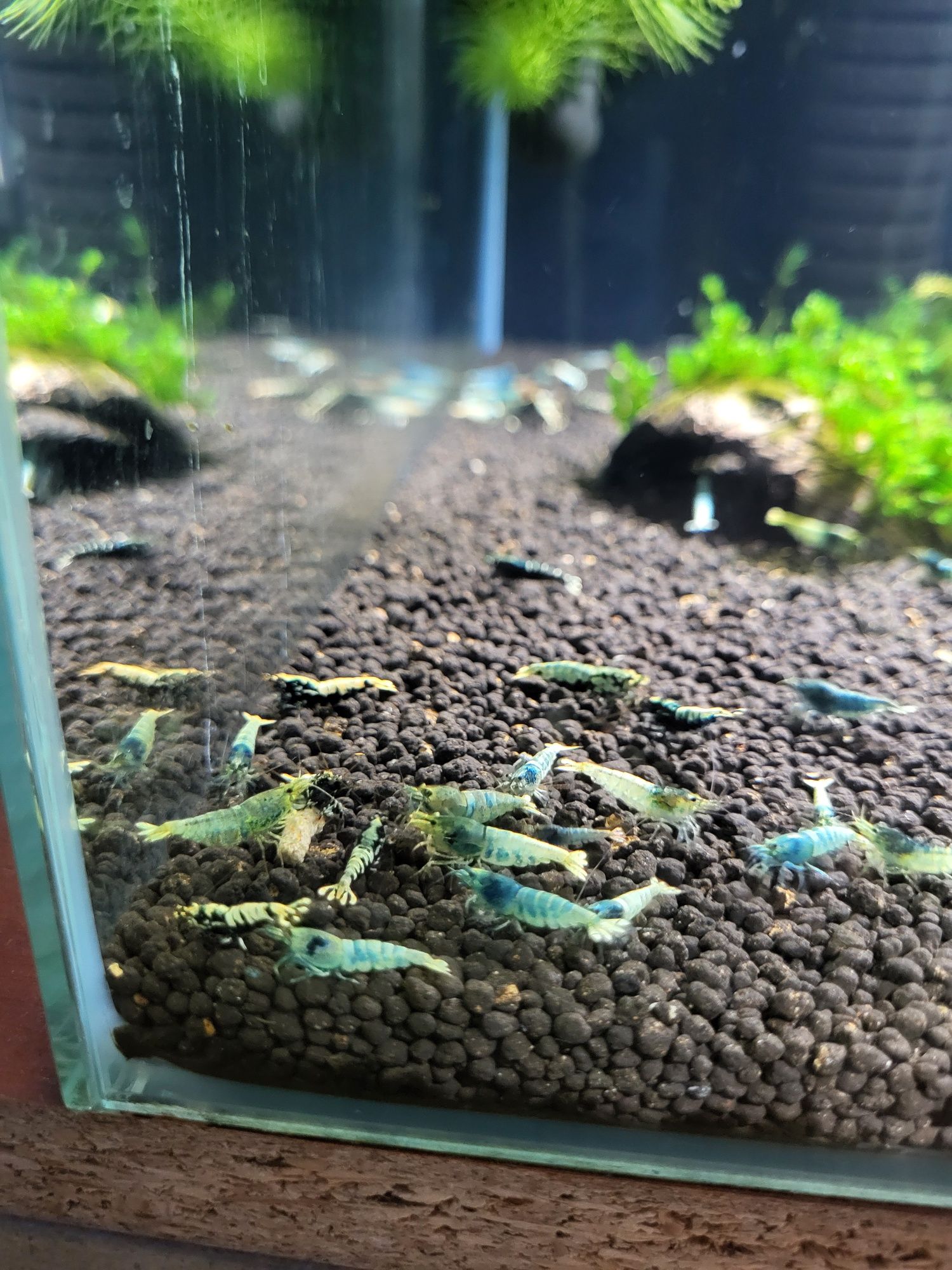 Krewetki caridina Mix po Krewetkach BOA