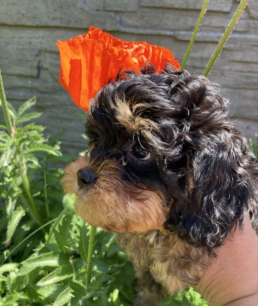 Cavapoo piesek czarno-podpalany