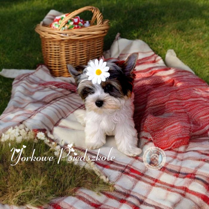 *Nie aktualne*Suczka mini xs Biewer Yorkshire Terrier