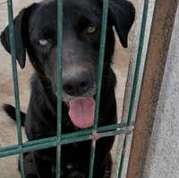 Cão cruzado de labrador para adoção responsável