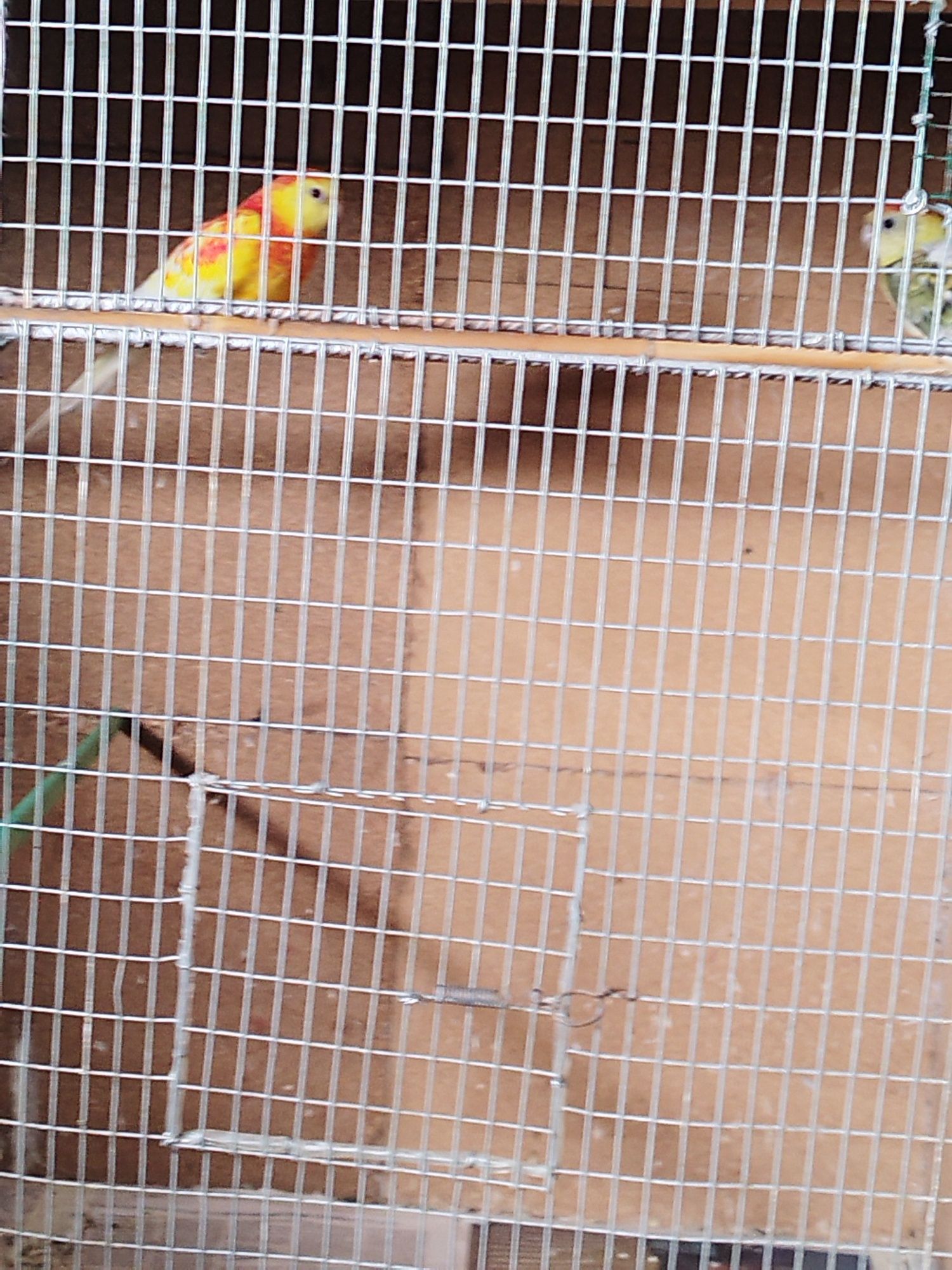 Aves psetacideis