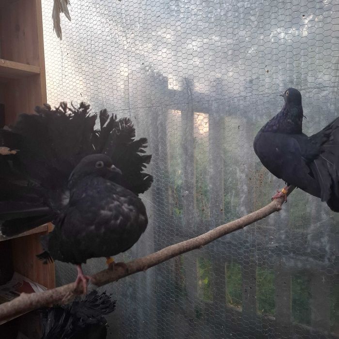 Młode Gołębie Pawik Pawiki