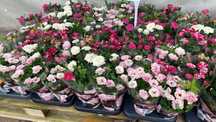 Roseiras várias cores