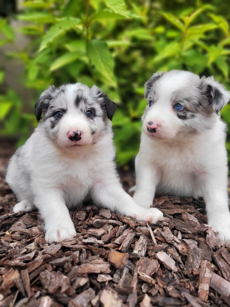 Border Collie Piesek 1 Zaprasza