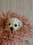 Bichon frise FCI.