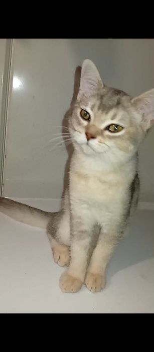 Шотландська срібна шиншила дівчинка