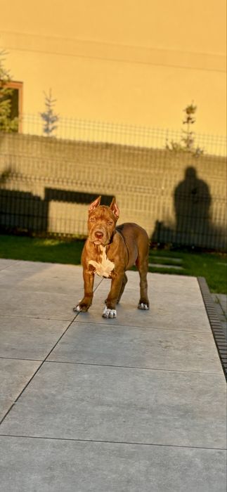 American Bully XL - suczka - mocne geny