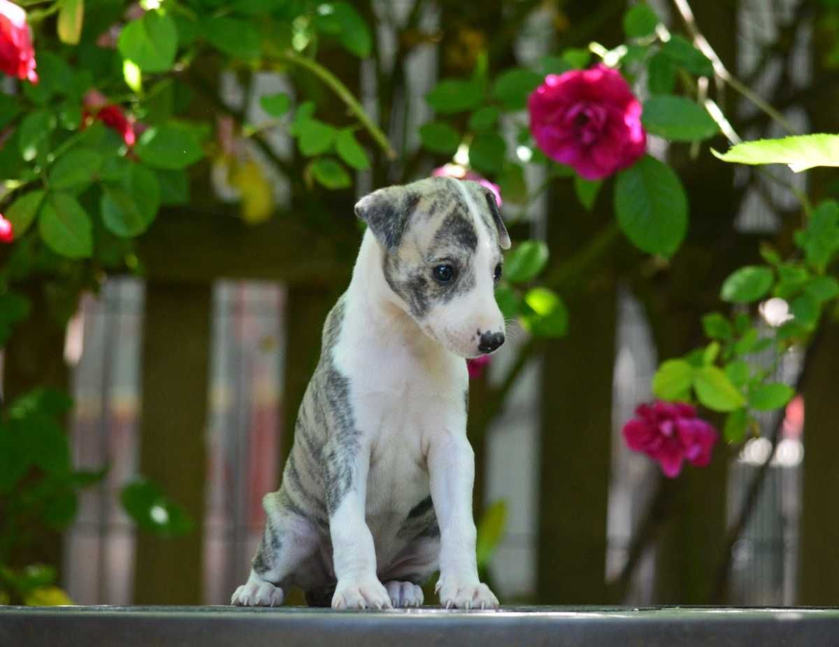 Whippet chart angielski suczka hodowla FCI