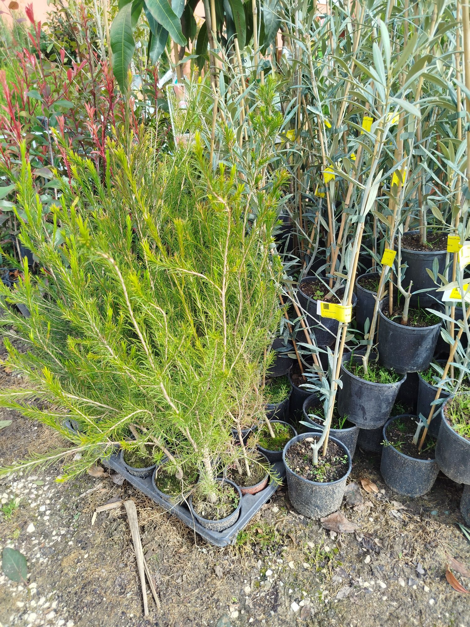 Plantas para sebes