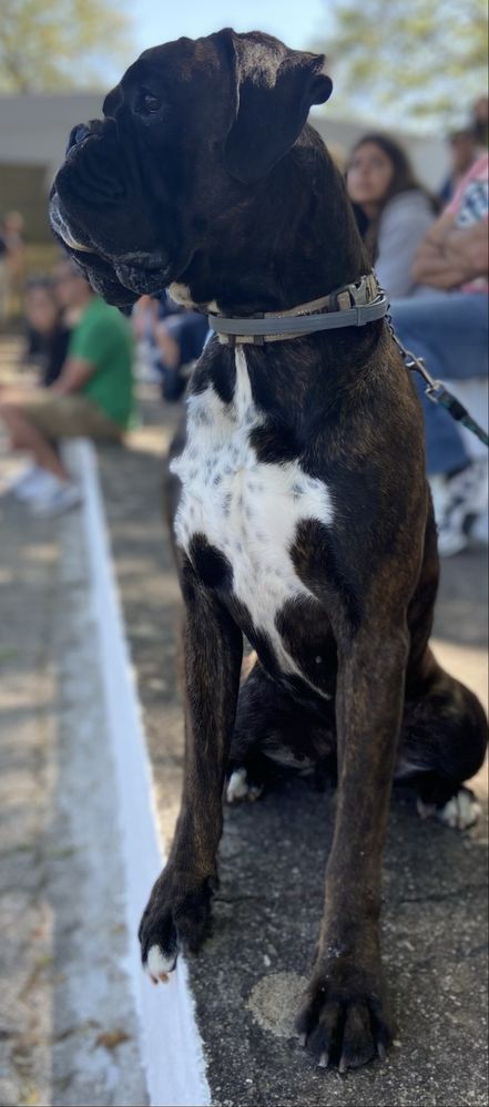 Boxer tigrado para cruzamento