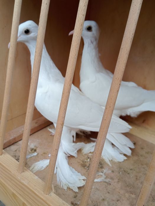 Bociany białe tegoroczne