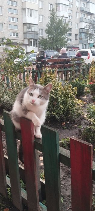 Безкоштовно котик